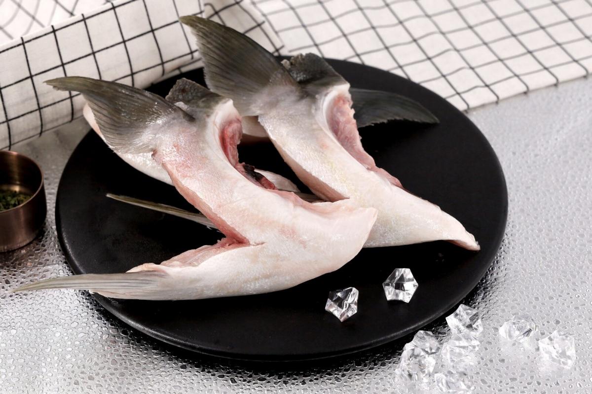 日本油甘魚鮫